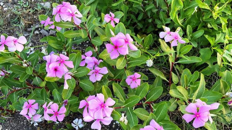 15 Medicinal Health Benefits of Catharanthus roseus (Madagascar Periwinkle)