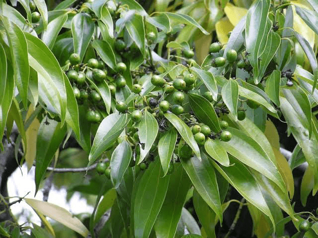 10 Medicinal Health Benefits of Cinnamomum Cassia (Chinese cinnamon)