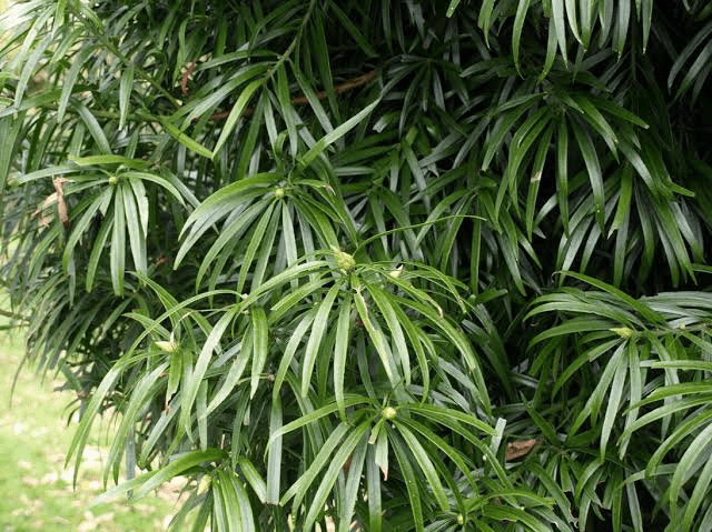 10 Medicinal Health Benefits of Podocarpus henkelii (Henkel's Yellowwood)