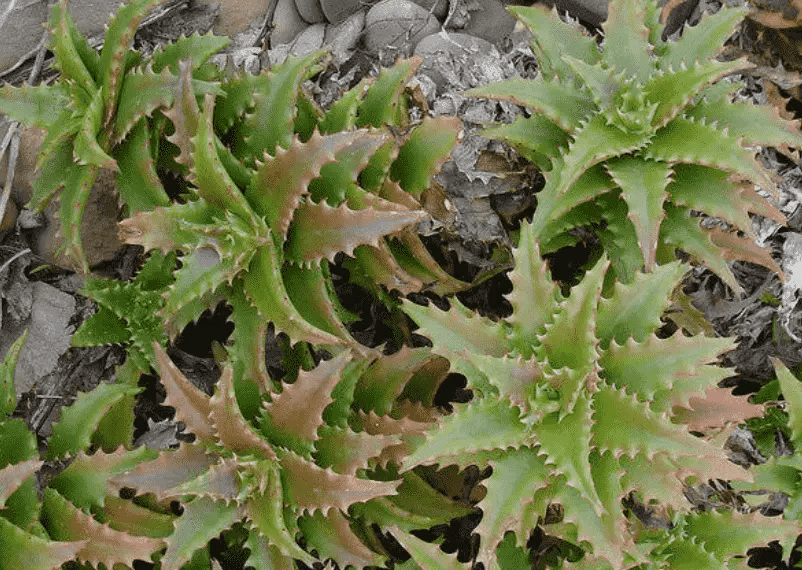 12 Medicinal Health Benefits of Aloe buettneri (Mountain aloe)