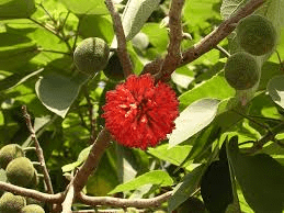 Medicinal Health Benefits of Broussonetia Papyriferra (Paper Mulberry)