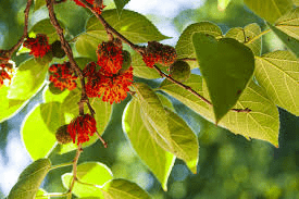 Medicinal Health Benefits of Broussonetia Papyriferra (Paper Mulberry)