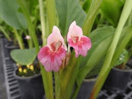 Medicinal Health Benefits of Boesenbergia Rotunda (Fingerroot)