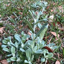 Medicinal Health Benefits of Gamochaeta purpurea (Purple Cudweed)