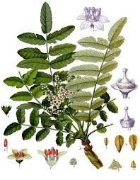 Medicinal Health Benefits of Boswellia Dalzielii (African Frankincense)