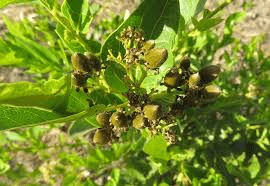 Medicinal Health Benefits of Boscia Senegalensis (African Desert Date)