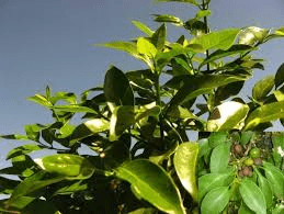 Medicinal Health Benefits of Canthium inerme (Woolly Canthium)