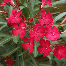 Medicinal Health Benefits of Nerium (Nerium Oleander)