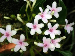 10 Medicinal Health Benefits of Craspidospermum (Craspidospermum verticillatum)