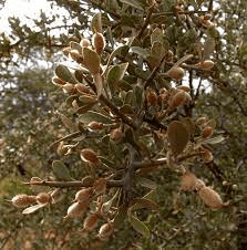 10 Medicinal Health Benefits of Balanites pedicellaris (Desert Date)