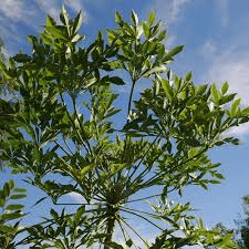 Medicinal Health Benefits of Cussonia spicata (Wild Cabbage Tree)