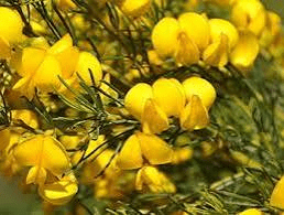 Medicinal Health Benefits of Cyclopia Intermedia (Honeybush Tea)