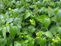 Medicinal Health Benefits of Cayratia debilis (Cayratia)