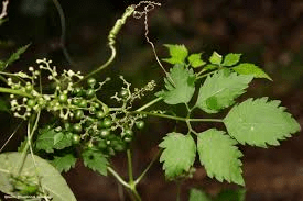 Medicinal Health Benefits of Cayratia debilis (Cayratia)