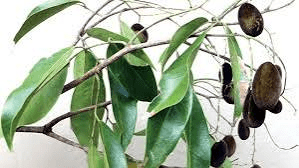 Medicinal Health Benefits of Detarium senegalense (African Velvet Tamarind)