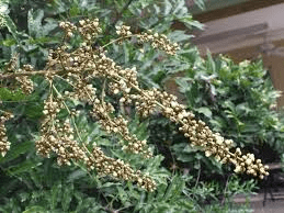 Medicinal Health Benefits of Deinbollia Oblongifolia (Soapberry)