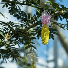 Medicinal Health Benefits of Dichrostachys cinerea (Sickle Bush) 