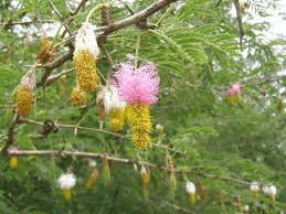 Medicinal Health Benefits of Dichrostachys cinerea (Sickle Bush) 