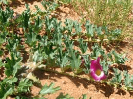 10 Medicinal Health Benefits of Harpagophytum (Devil's Claw)
