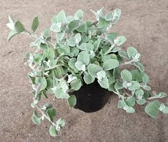 20 Medicinal Health Benefits of Helichrysum Petiolare (Licorice Plant)