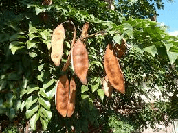 20 Medicinal Health Benefits of Erythrophleum couminga (African Corkwood)