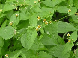 20 Medicinal Health Benefits of Galinsoga parviflora (Galinsoga Herb)