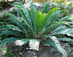 10 Medicinal Health Benefits of Encephalartos altensteinii (Eastern Cape Blue Cycad)