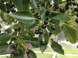 Medicinal Health Benefits of Camphor Tree (Cinnamomum Camphora)