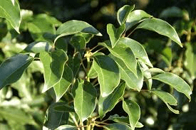 Medicinal Health Benefits of Camphor Tree (Cinnamomum Camphora)