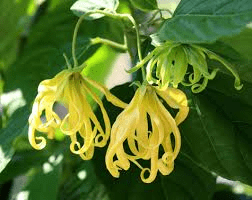 16 Medicinal Health Benefits of Ylang-ylang (Cananga Odorata)