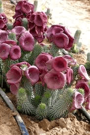 10 Medicinal Health Benefits of Hoodia gordonii (Hoodia Plant)