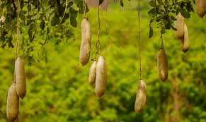 10 Medicinal Health Benefits of Kigelia (Kigelia africana)