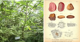 10 Medicinal Health Benefits of Garcinia Kola (Bitter kola)