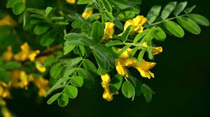 7 Medicinal Health Benefits of Caragana Sinica (Chinese Pea-Tree)