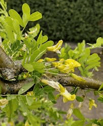 7 Medicinal Health Benefits of Caragana Sinica (Chinese Pea-Tree)