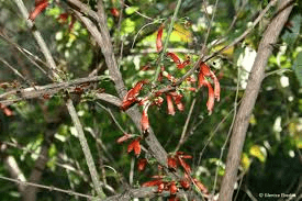 10 Medicinal Health Benefits of Halleria Lucida (Tree Fuchsia)