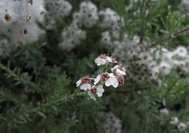 10 Medicinal Health Benefits of Eriocephalus africanus (Wild Rosemary)