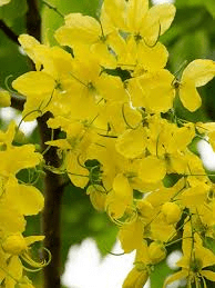 5 Medicinal Health Benefits of Cassia Fistula (Golden Shower Tree)