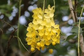 5 Medicinal Health Benefits of Cassia Fistula (Golden Shower Tree)
