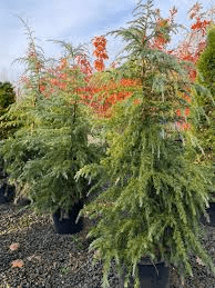 17 Medicinal Health Benefits of Cedrus Deodara (Deodar Cedar)