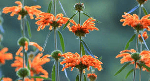 10 Medicinal Health Benefits of Leonotis ocymifolia (Wild Dagga)