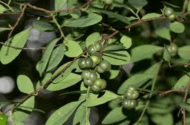 10 Medicinal Health Benefits of Margaritaria discoidea (Margaritaria)