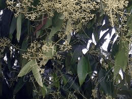 11 Faayidaa Fayyaa Qorichaa Baala Baay Hindii (Cinnamomum Tamala) .