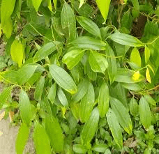 11 Medicinal Health Benefits of Indian Bay Leaf (Cinnamomum Tamala)