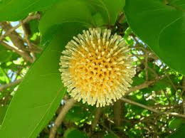 5 Medicinal Health Benefits of Motandra guineensis (African Peach)