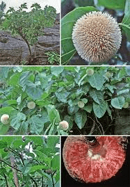 5 Medicinal Health Benefits of Motandra guineensis (African Peach)