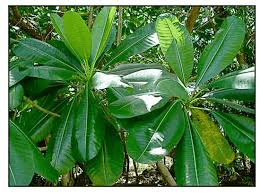 Faayidaa Fayyaa Qorichaa 5 Ochrosia oppositifolia (Bitter Bark) .