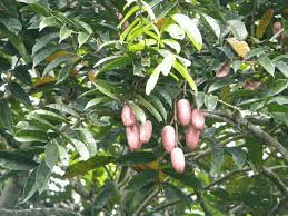 10 Medicinal Health Benefits of Dacryodes edulis (African Pear) 10 Medicinal Health Benefits of Dacryodes edulis (African Pear)