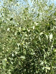 15 Faayidaa Fayyaa Qorichaa Oncinotis glabrata (Smooth Oncinotis) .