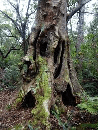 10 Medicinal Health Benefits of Ocotea bullata (Cinnamon Bark)